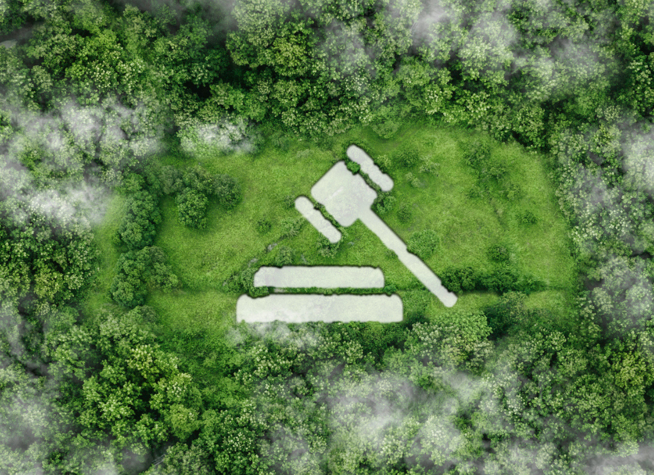 a gavel in the middle of a forest