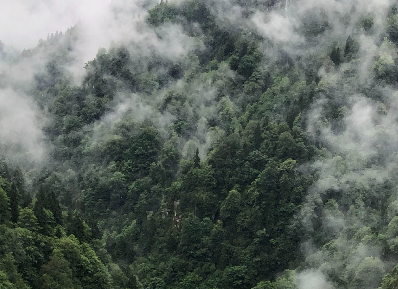 a foggy forest with trees