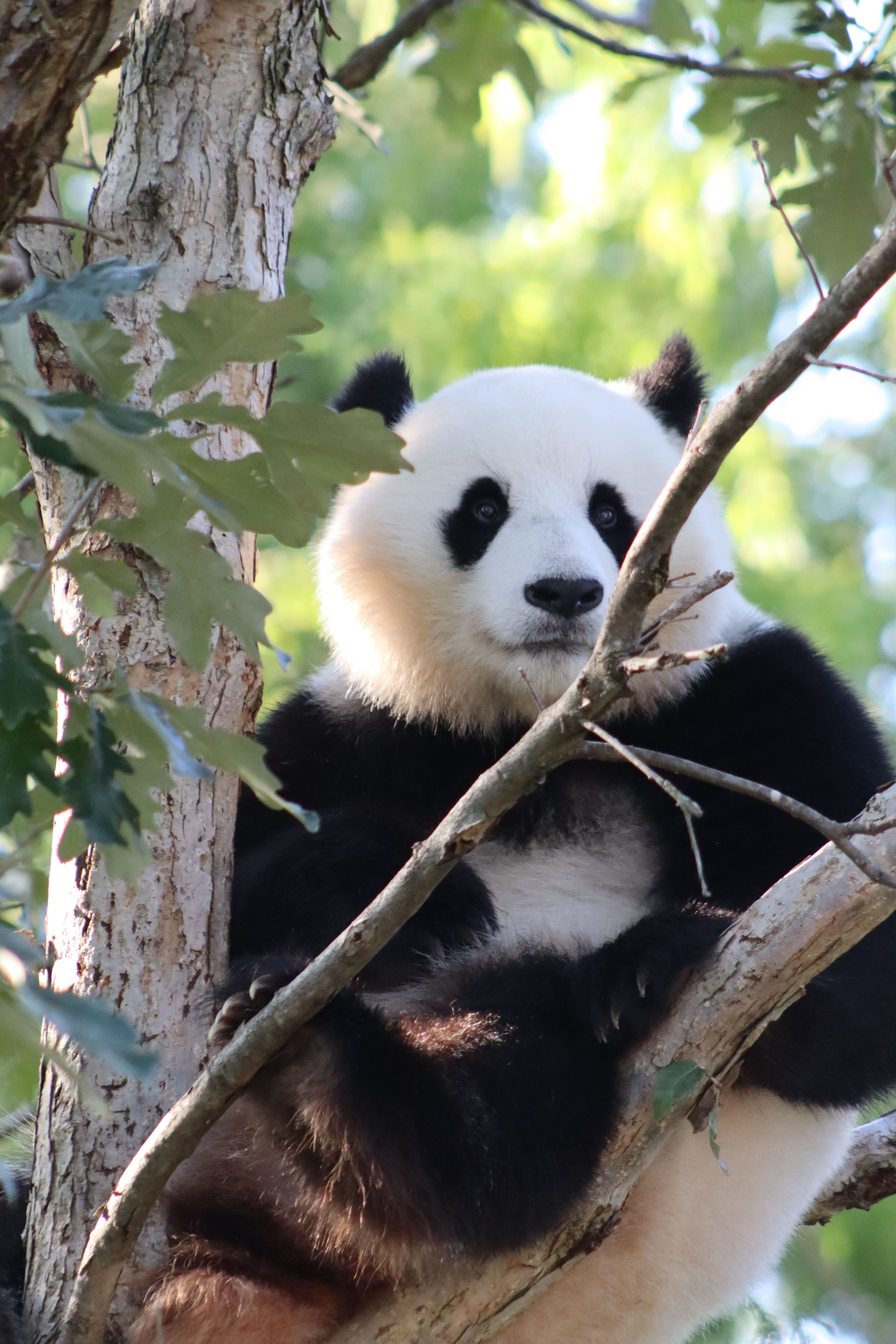 Panda bear sitting in tree