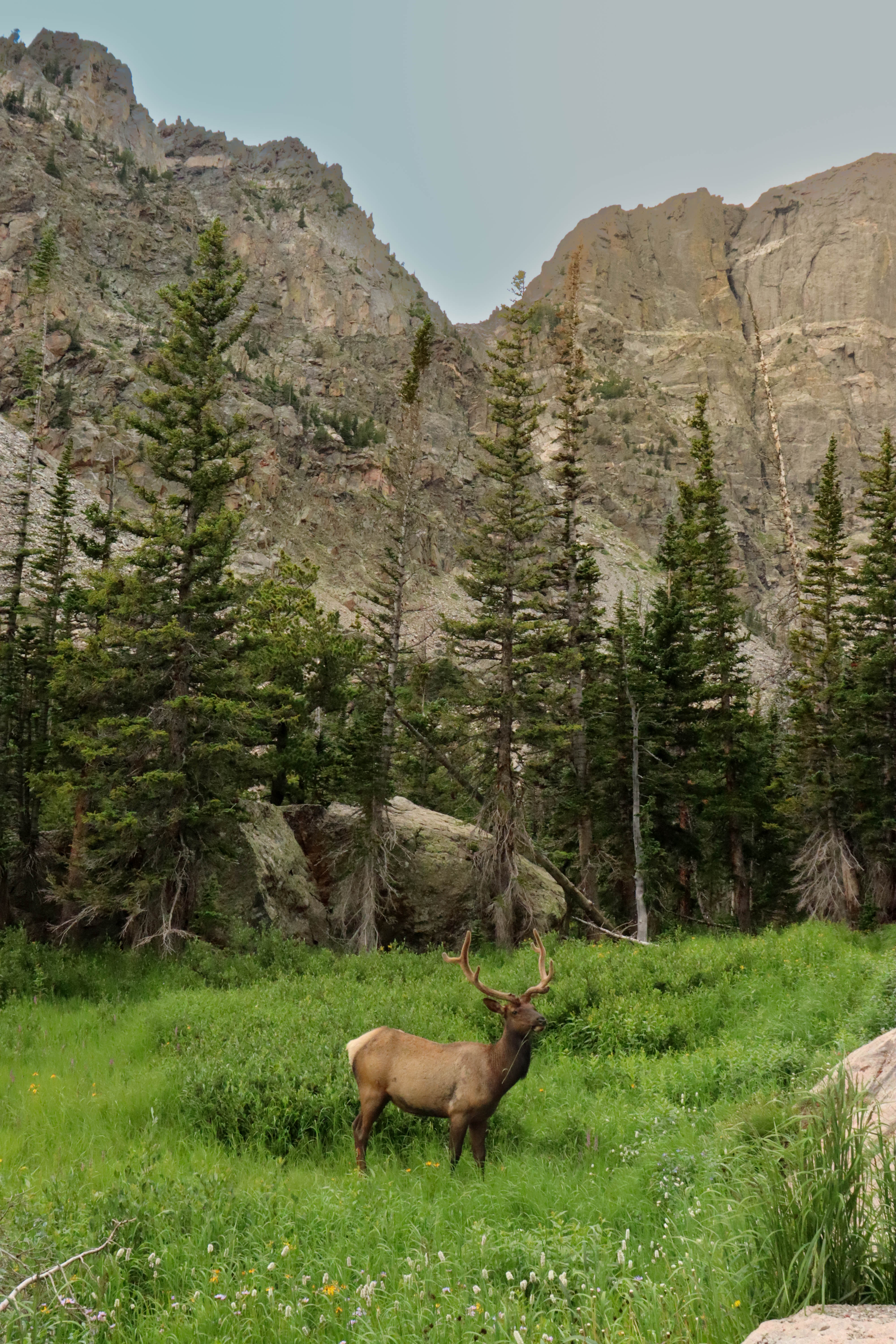 Elk standing in a grassy field in front of trees and mountains
