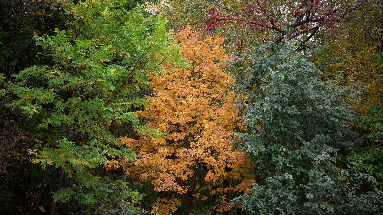 Four seasons trees nature change.