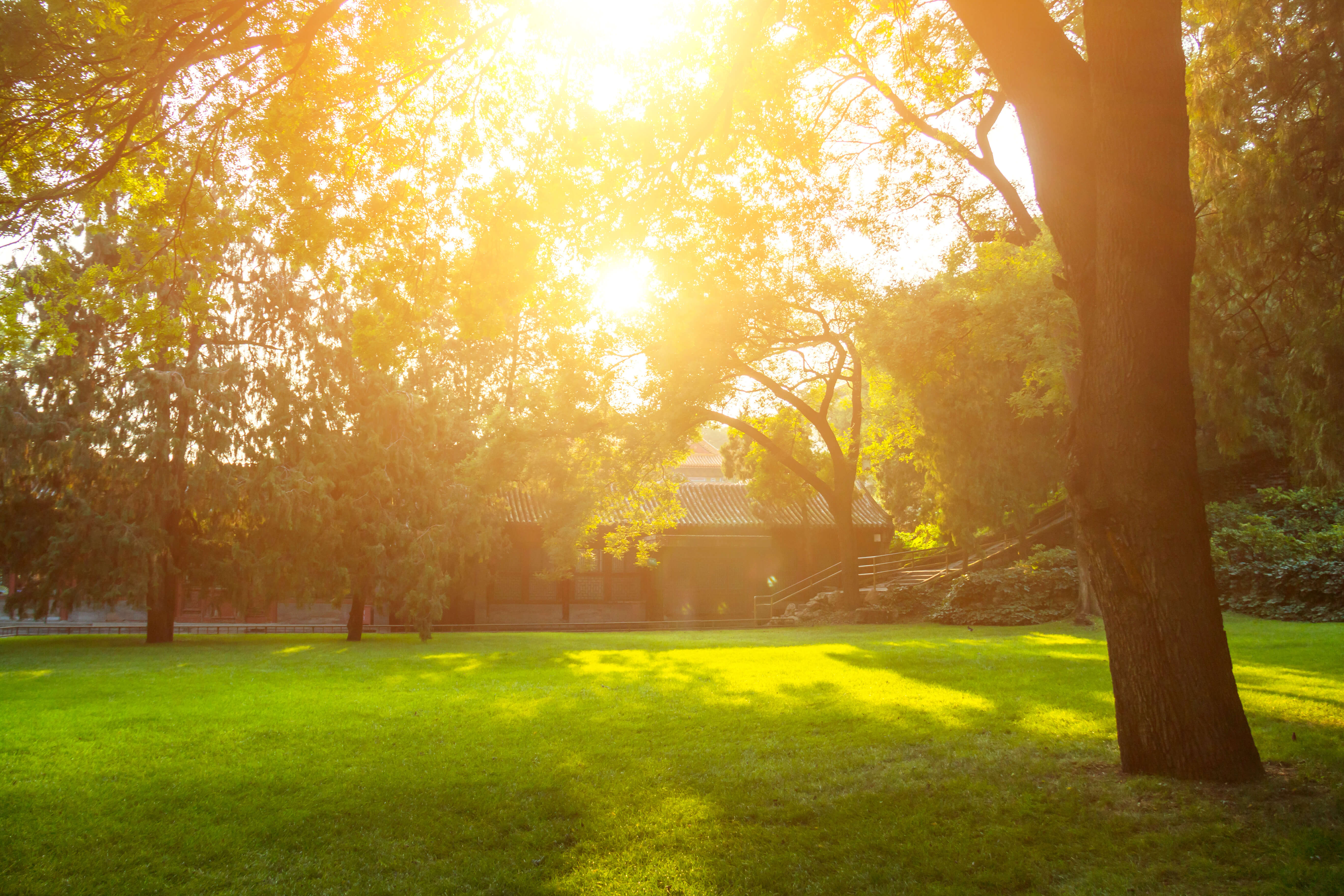 Healthy green lawn after fertilization treatment