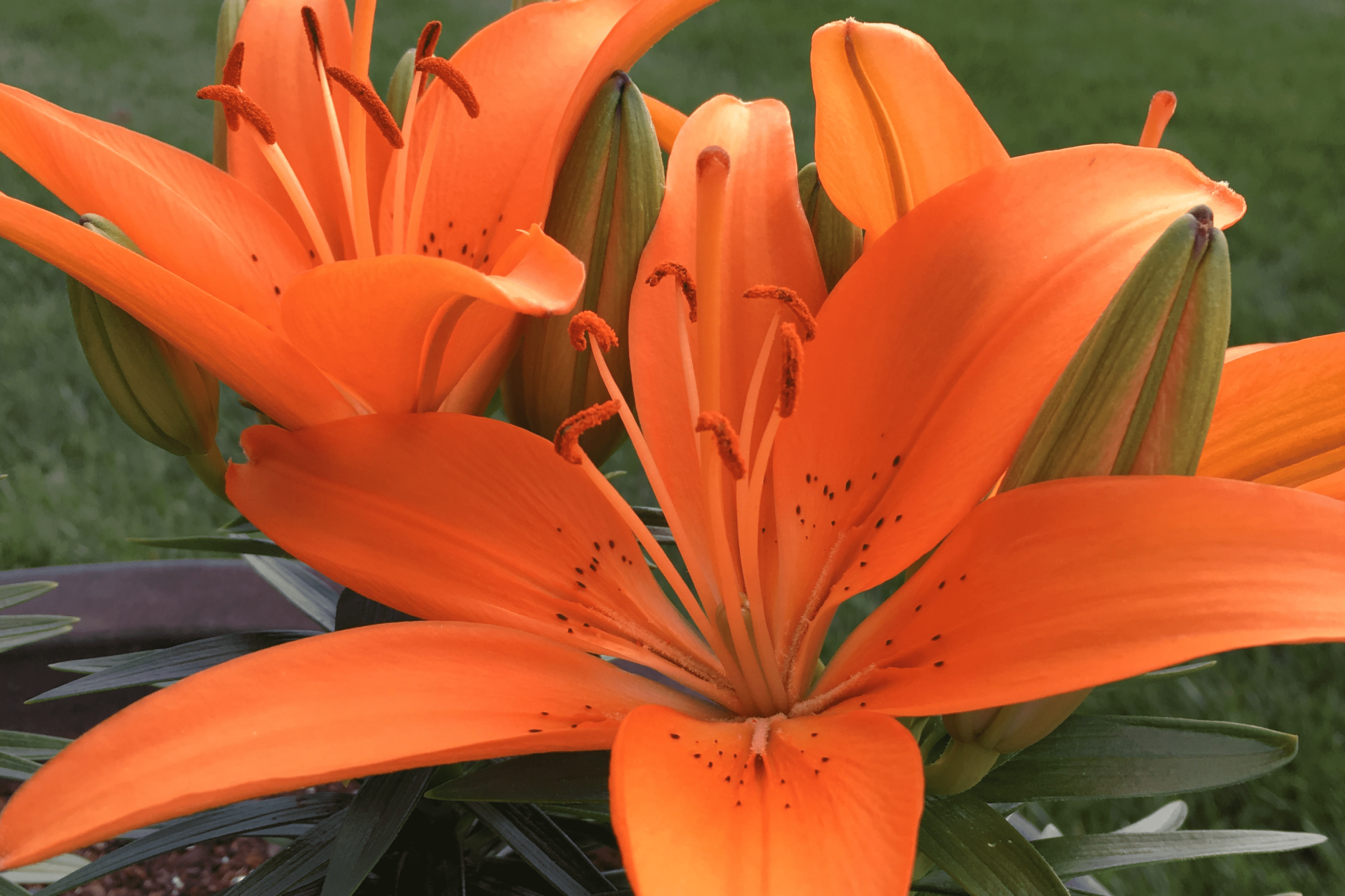 Nick's Lawn Care landscape maintenance in Omaha, NE