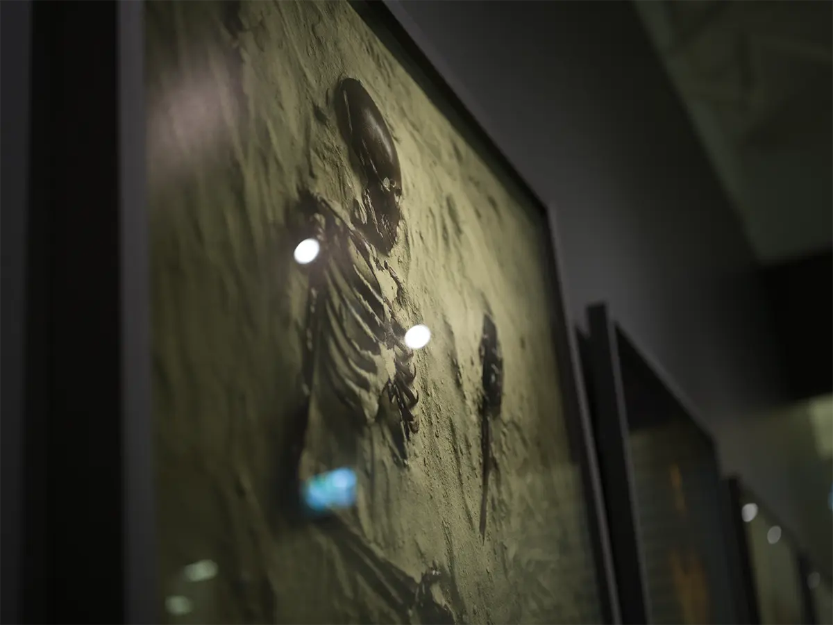 Närbild på ett skelettkonstverk, ljus reflekterande i glaset.