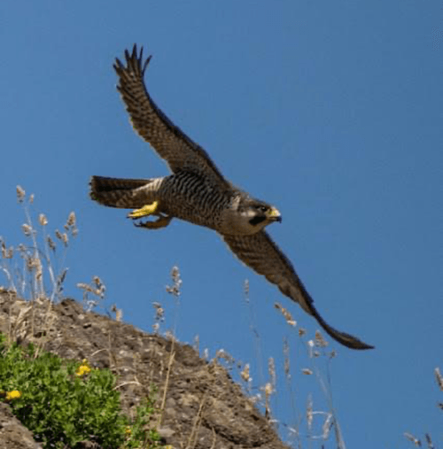Eagle flying on Phobias, Fears, and Habits page