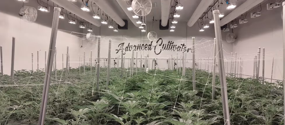 Join us at Terpene Journey for an exclusive event with Advanced Cultivators, as they take us on an inspiring journey, sharing their story and showcasing their premium range of cannabis products. It's a unique opportunity to connect, discover, and immerse yourself in the world of sustainable, high-quality cannabis.
