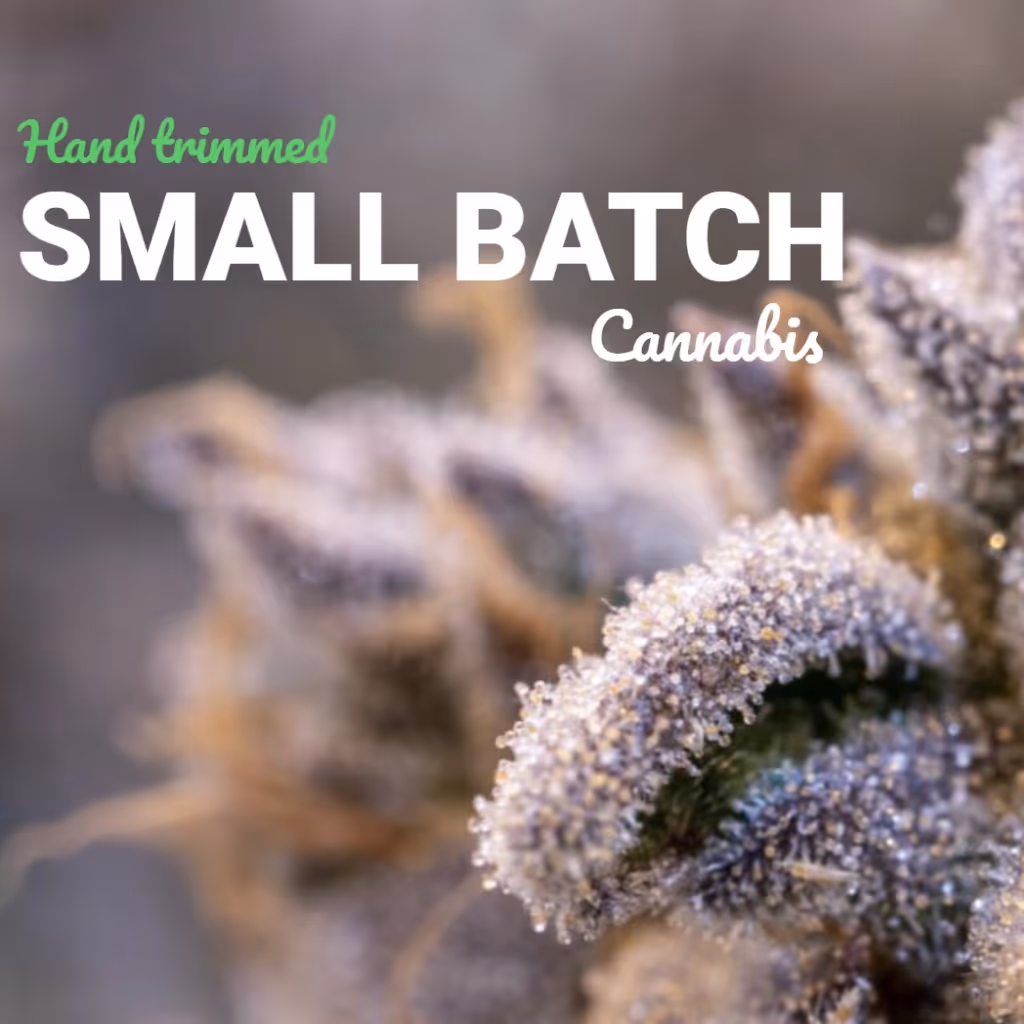 Join us at Terpene Journey for an exclusive event with Mass Alternative Care, as they take us on an inspiring journey, sharing their story and showcasing their premium range of cannabis products. It's a unique opportunity to connect, discover, and immerse yourself in the world of sustainable, high-quality cannabis.