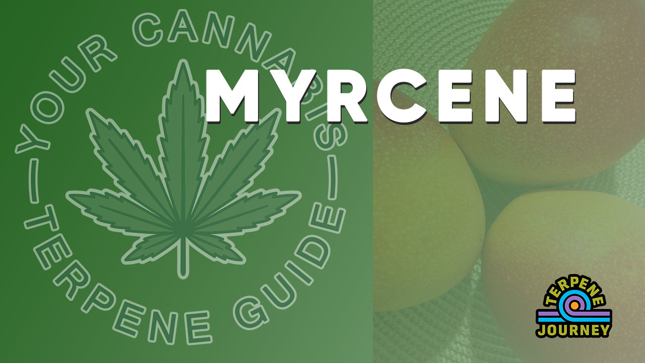 Your Cannabis Terpene Guide - Myrcene