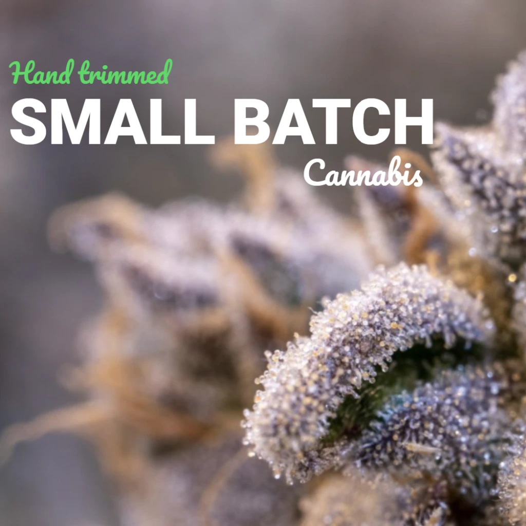 Join us at Terpene Journey for an exclusive event with Mass Alternative Care, as they take us on an inspiring journey, sharing their story and showcasing their premium range of cannabis products. It's a unique opportunity to connect, discover, and immerse yourself in the world of sustainable, high-quality cannabis.