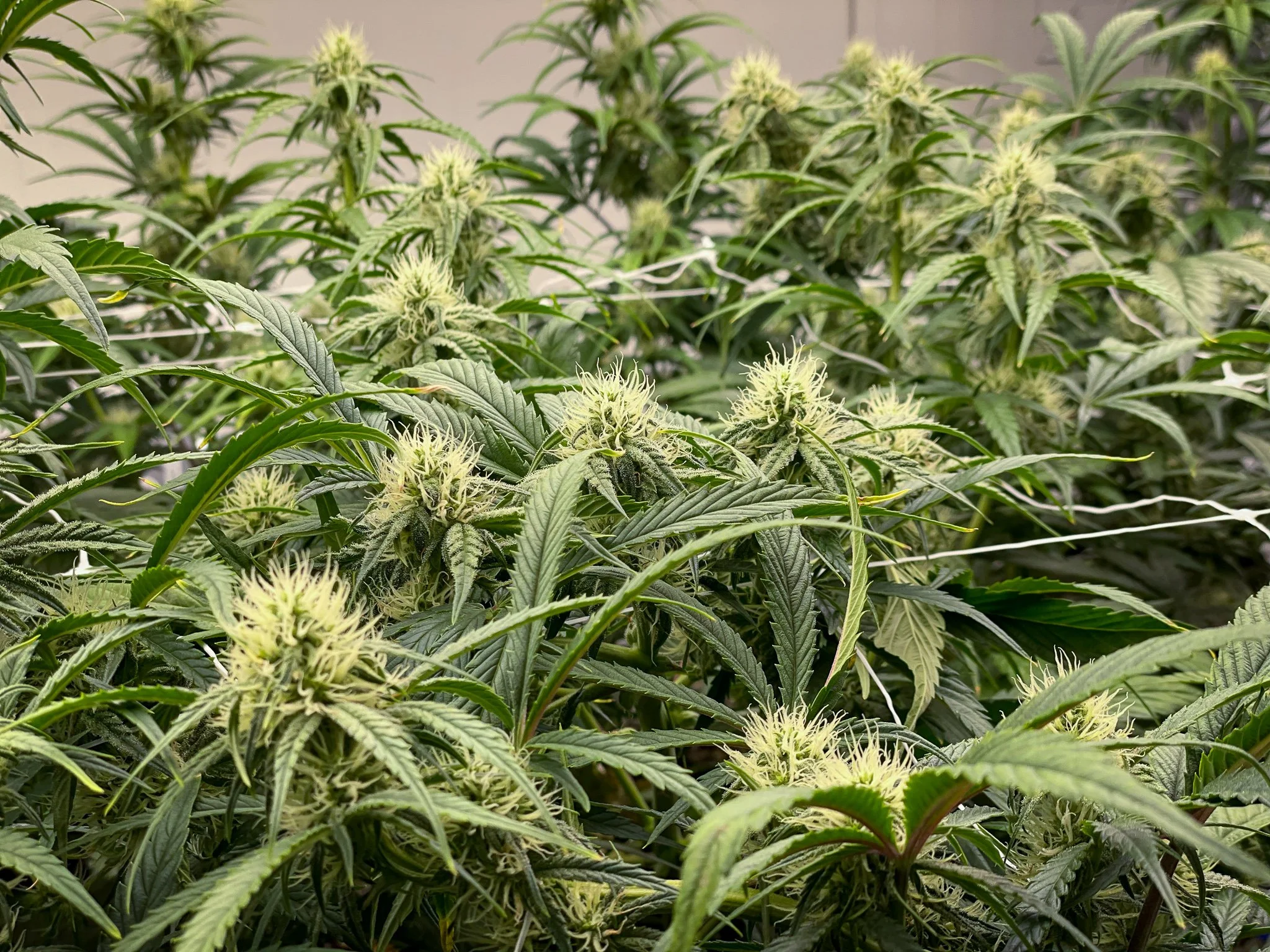 Join us at Terpene Journey for an exclusive event with Hidden Hemlock, as they take us on an inspiring journey, sharing their story and showcasing their premium range of cannabis products. It's a unique opportunity to connect, discover, and immerse yourself in the world of sustainable, high-quality cannabis.