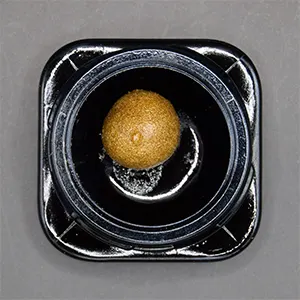 Fluffhead | Temple Ball | 1g