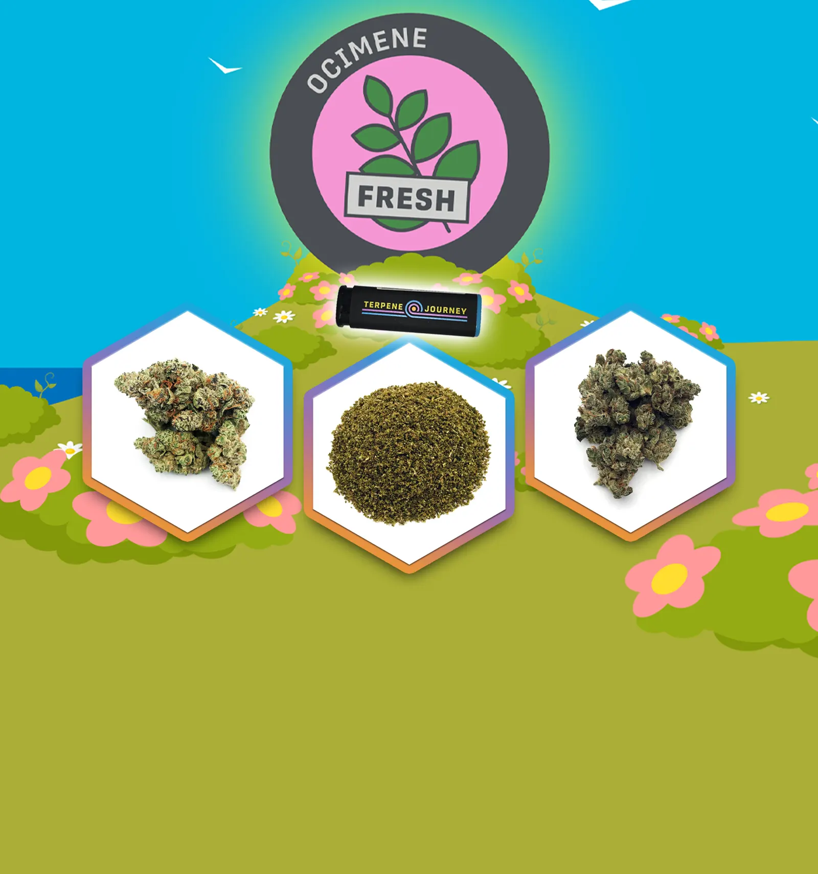 Rare Terps: Ocimene Flower