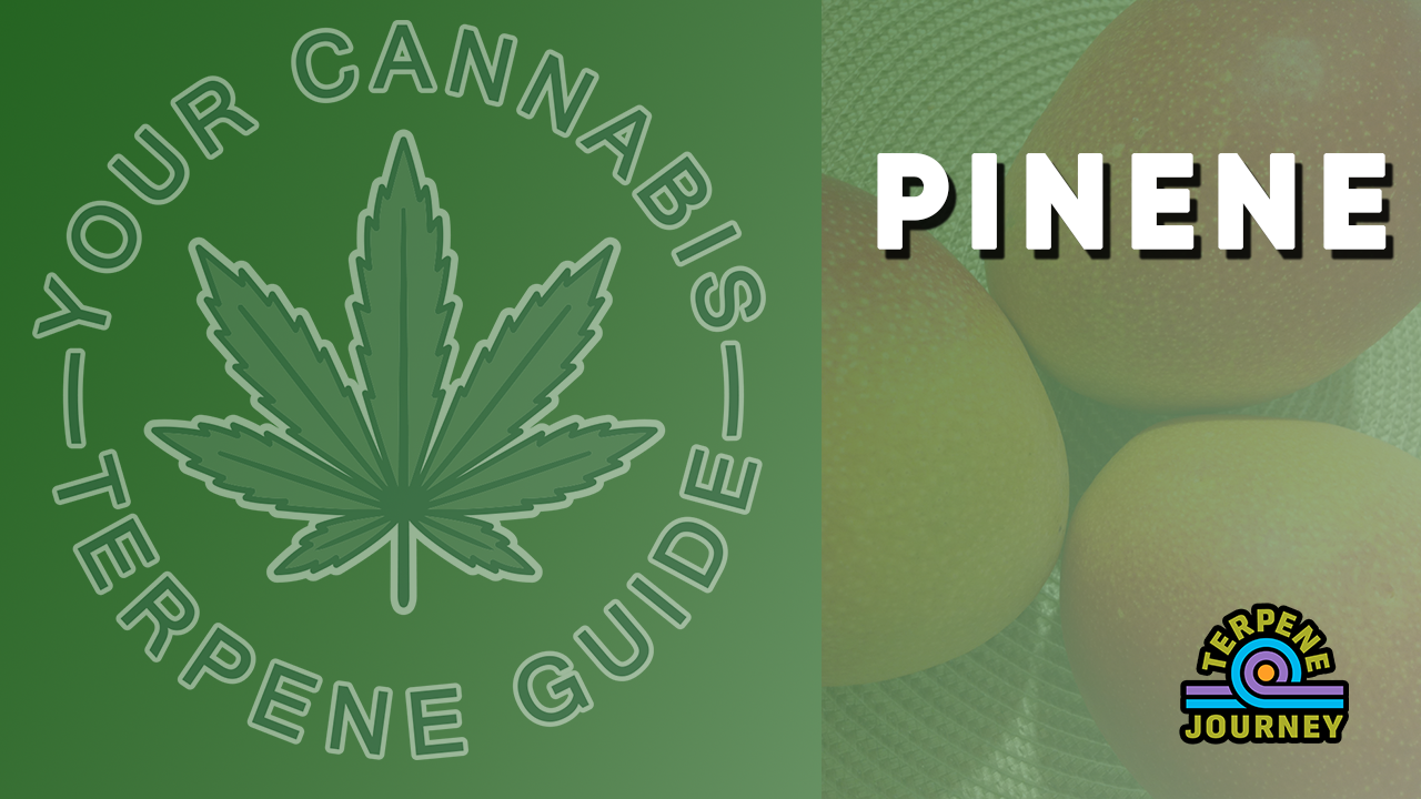 Your Cannabis Terpene Guide - Pinene