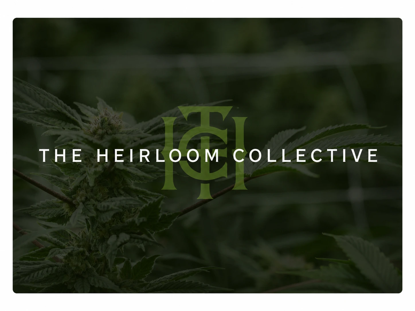 Join us at Terpene Journey for an exclusive event with The Heirloom Collective. The Heirloom Collective's team will be on location at our Swampscott dispensary to answer questions about the full line of products recently introduced at Terpene Journey.