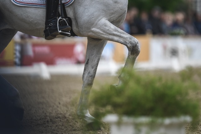 Webinar Dressage Freestyle