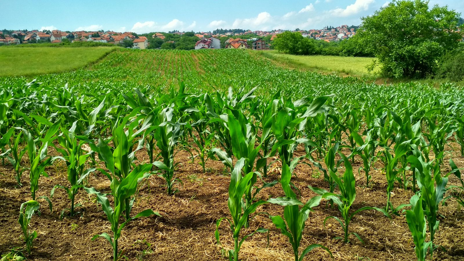Symbolbild: Maisfeld am Ortsrand – Flächen für Solarparks entstehen in Lüdinghausen im Konsens mit der Landwirtschaft.
