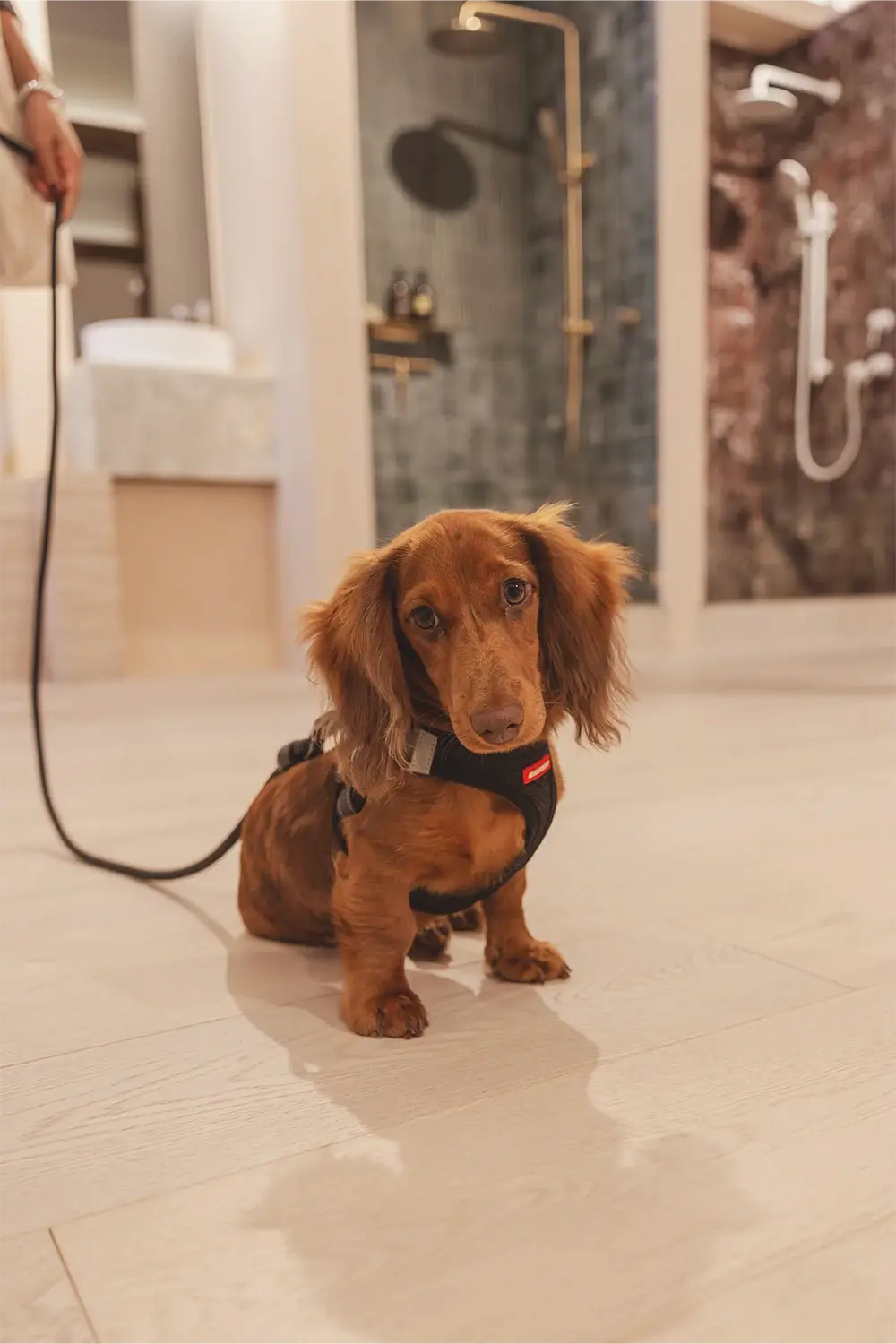 ABI Interiors Sydney showroom interior during launch event featuring contemporary fixtures, clean architectural lines, and styled product displays