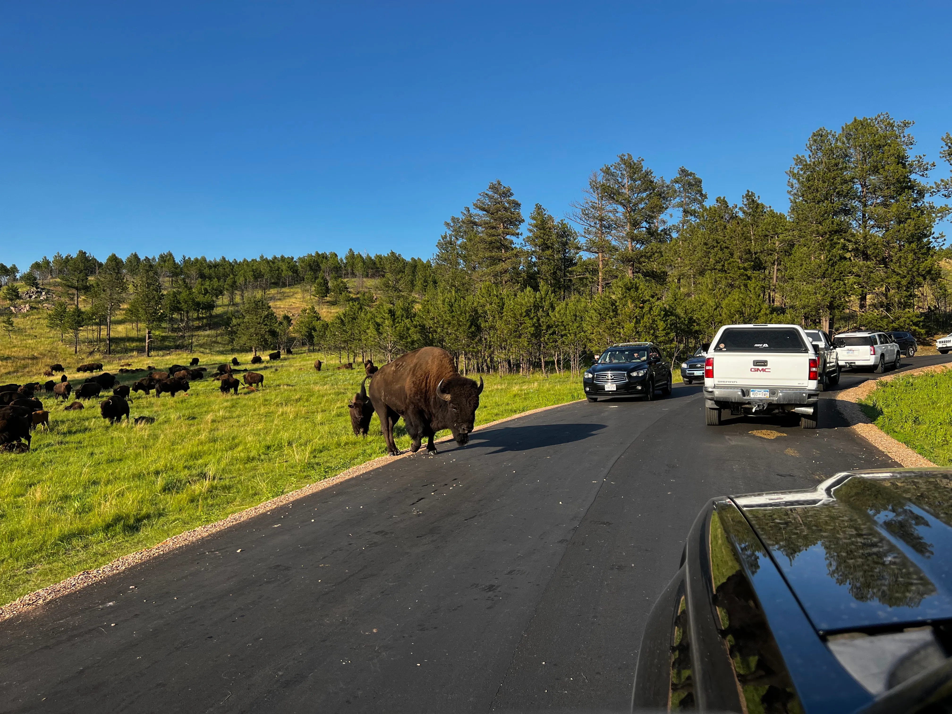 Custer State Park Wildlife Loop Road