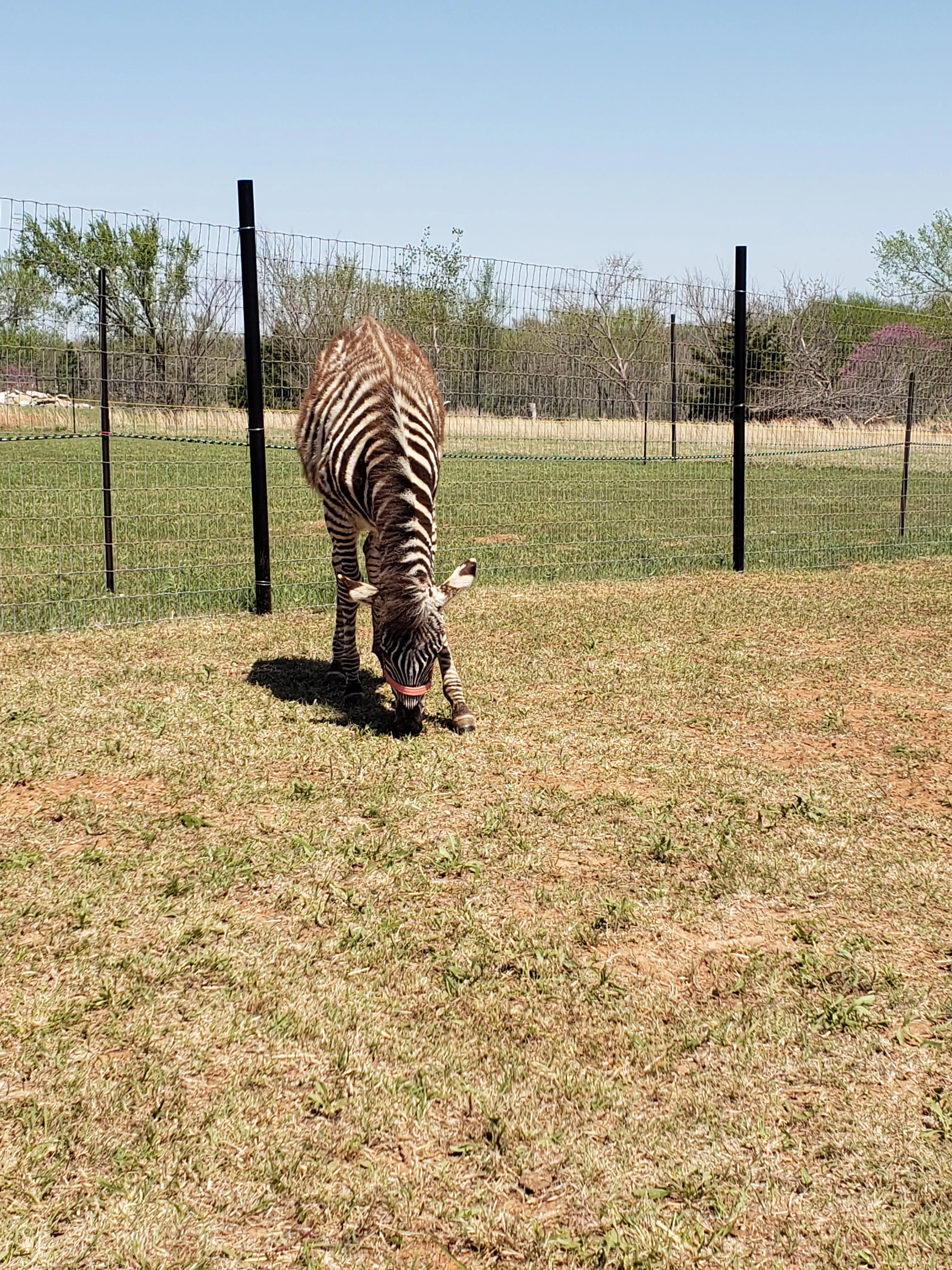 Snider Family Exotics
