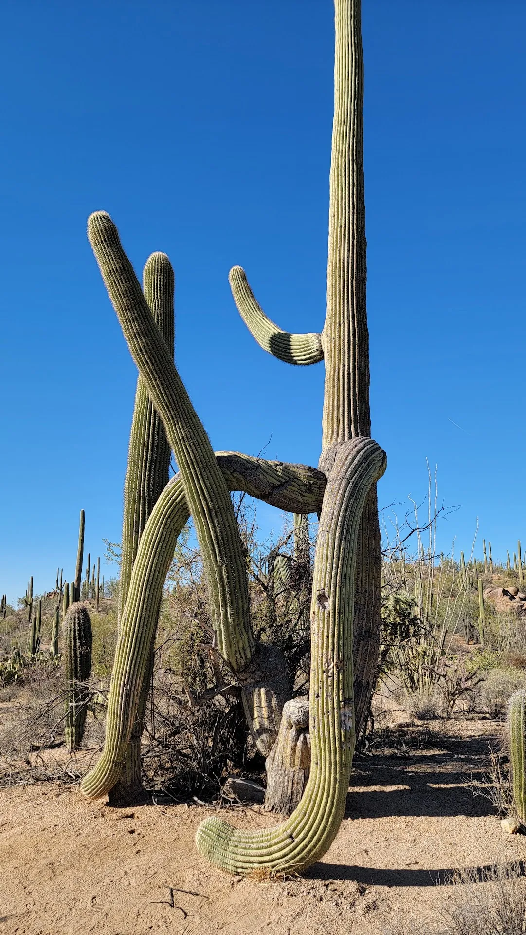 Tucson