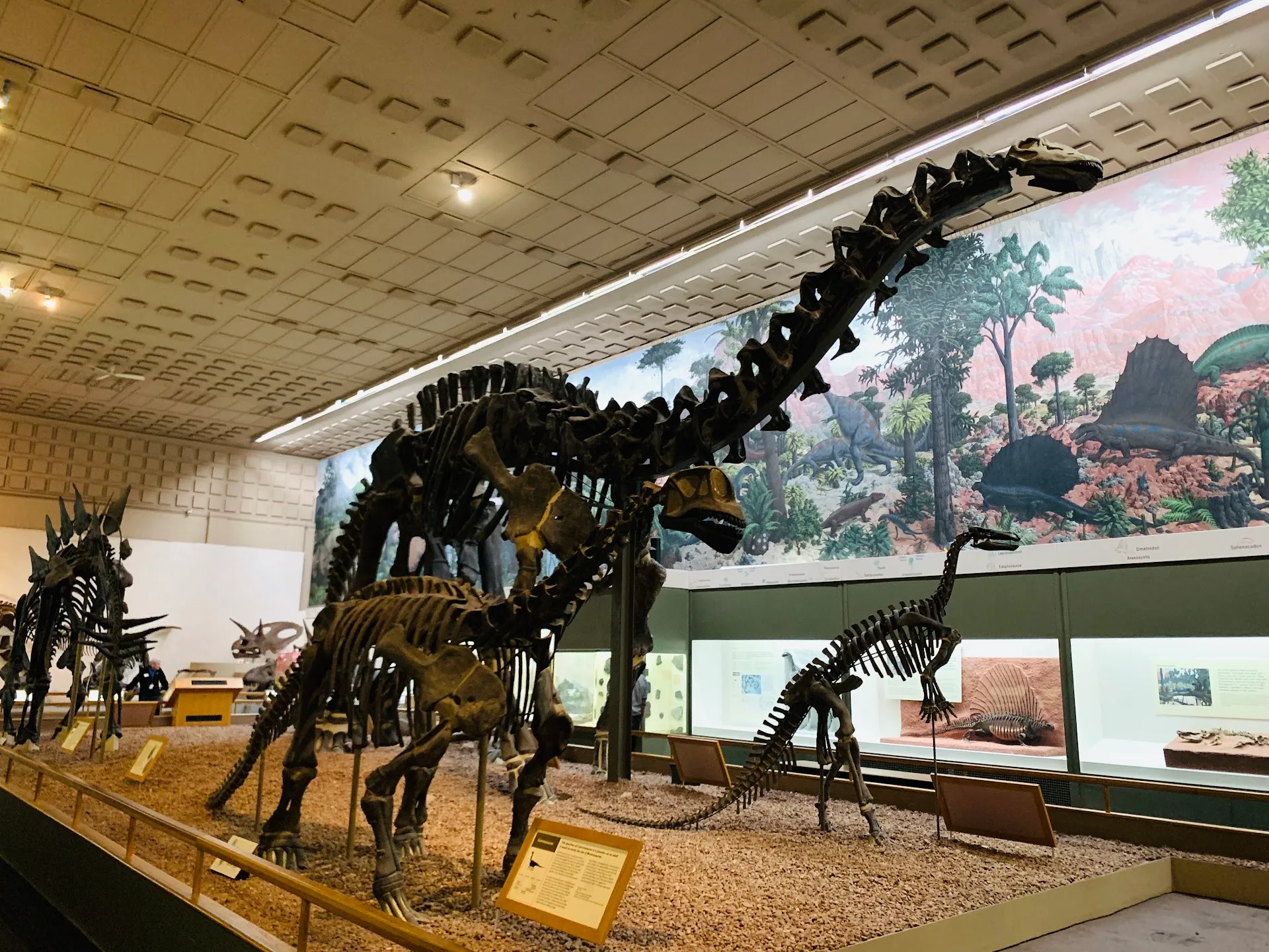 Yale Peabody Museum