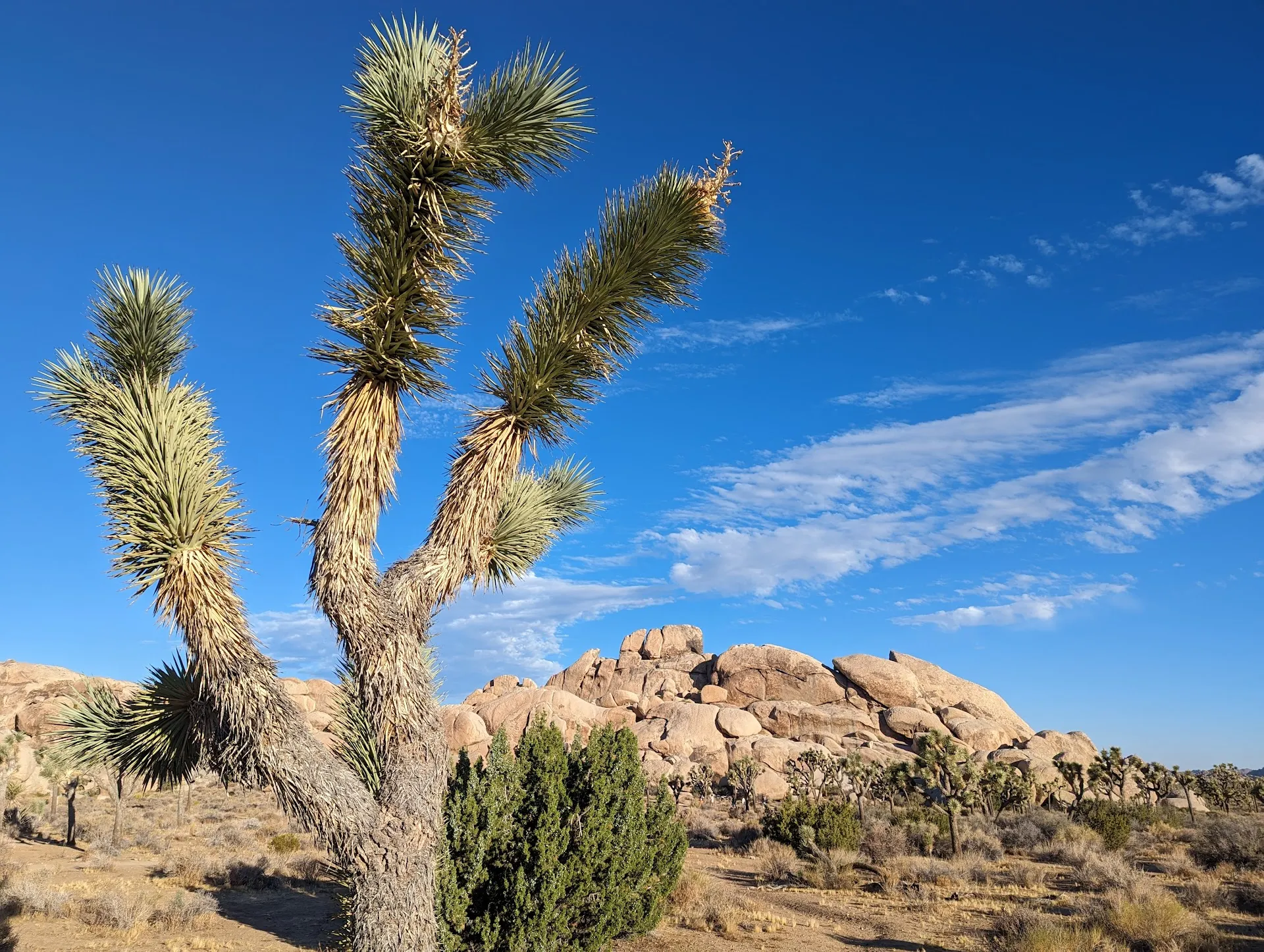 Palm Desert