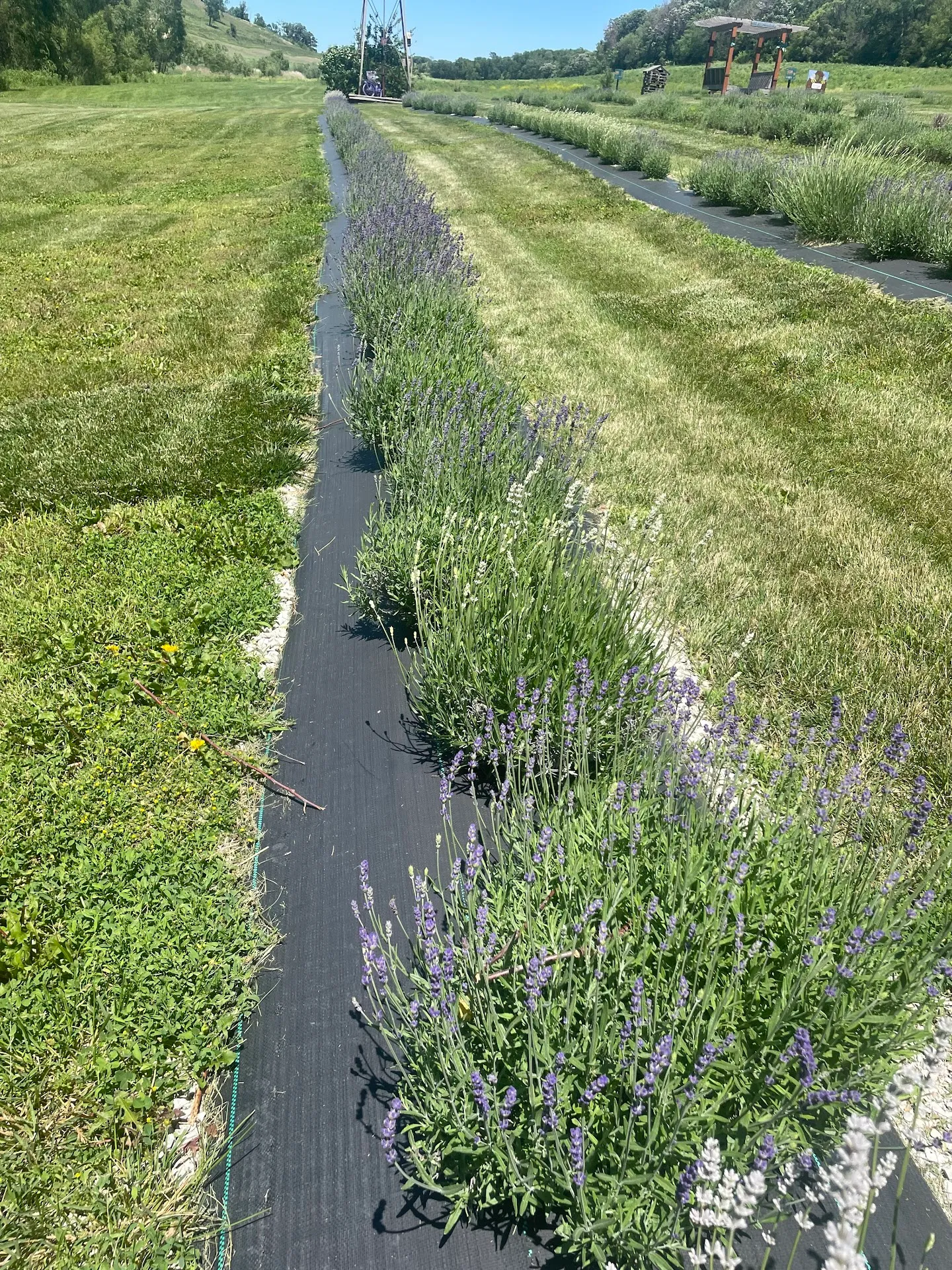Loess Hills Lavender Farm