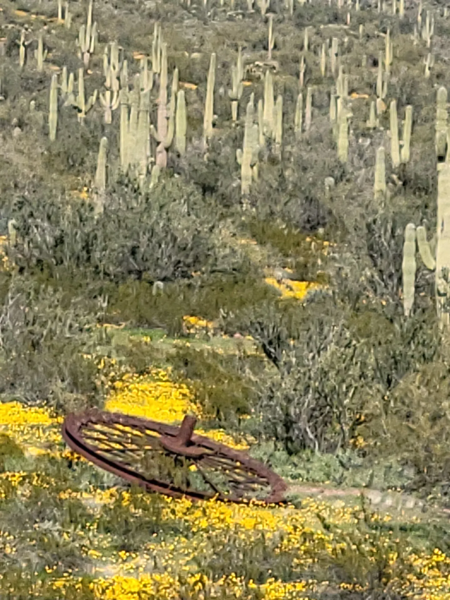 Robson's Arizona Mining World