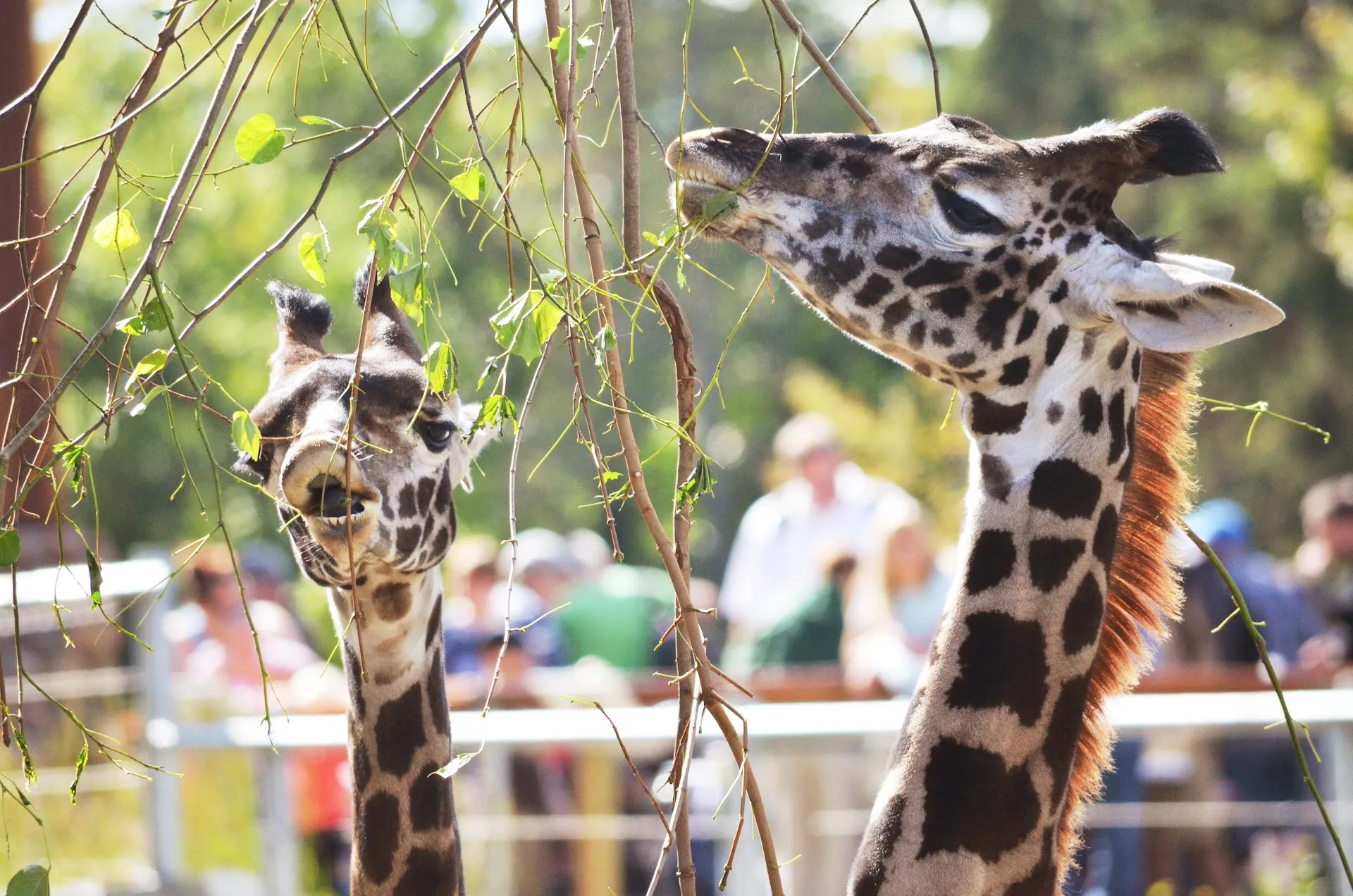 Seneca Park Zoo