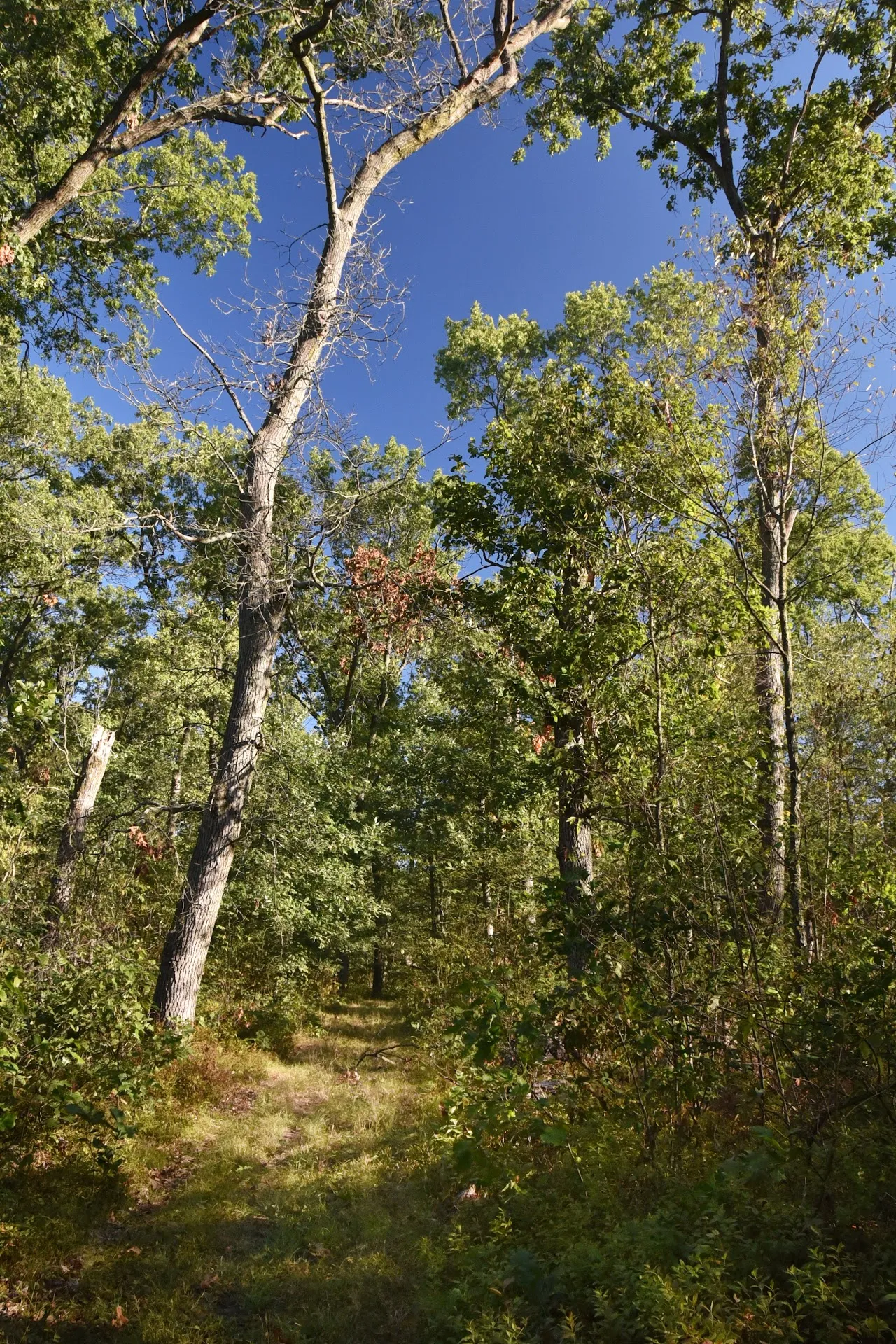 Starke County Forest