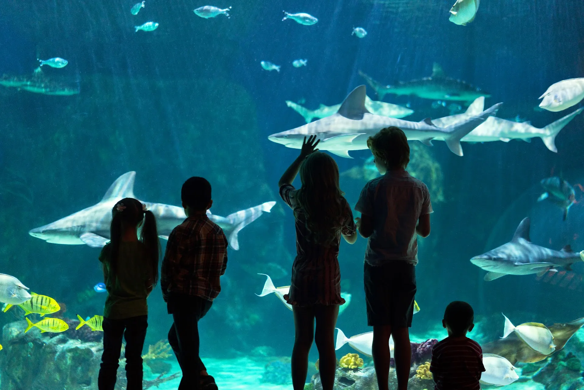 Loveland Living Planet Aquarium