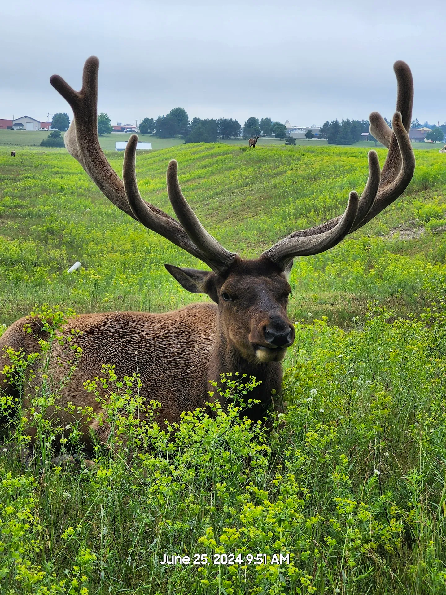 Gaylord City Elk Park Viewing Area