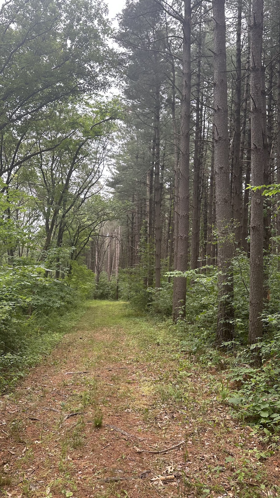 Stephens State Forest