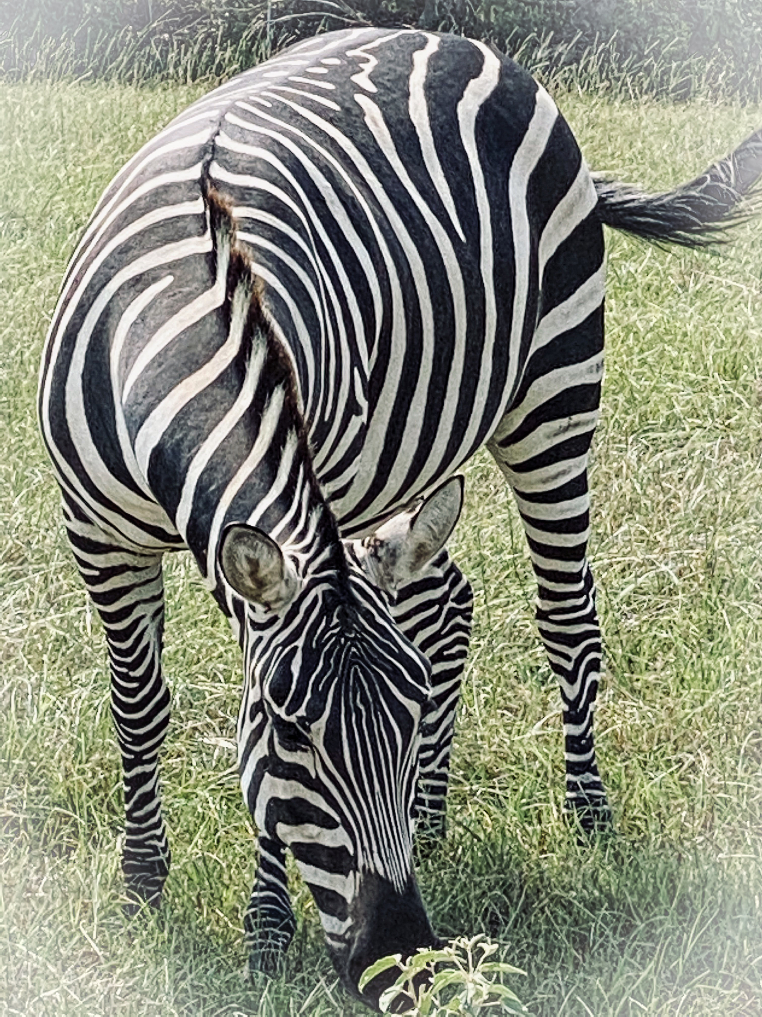 Busy B Ranch Wildlife Park, LLC