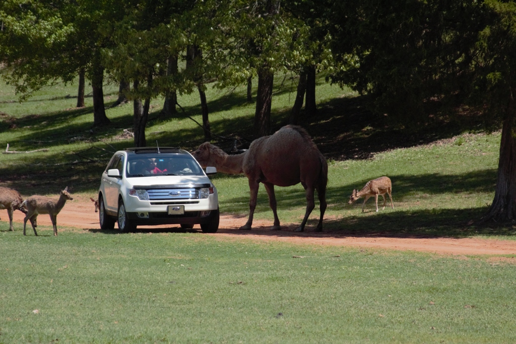 Cherokee Trace Drive-Thru Safari