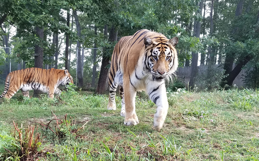 Black Pine Animal Sanctuary