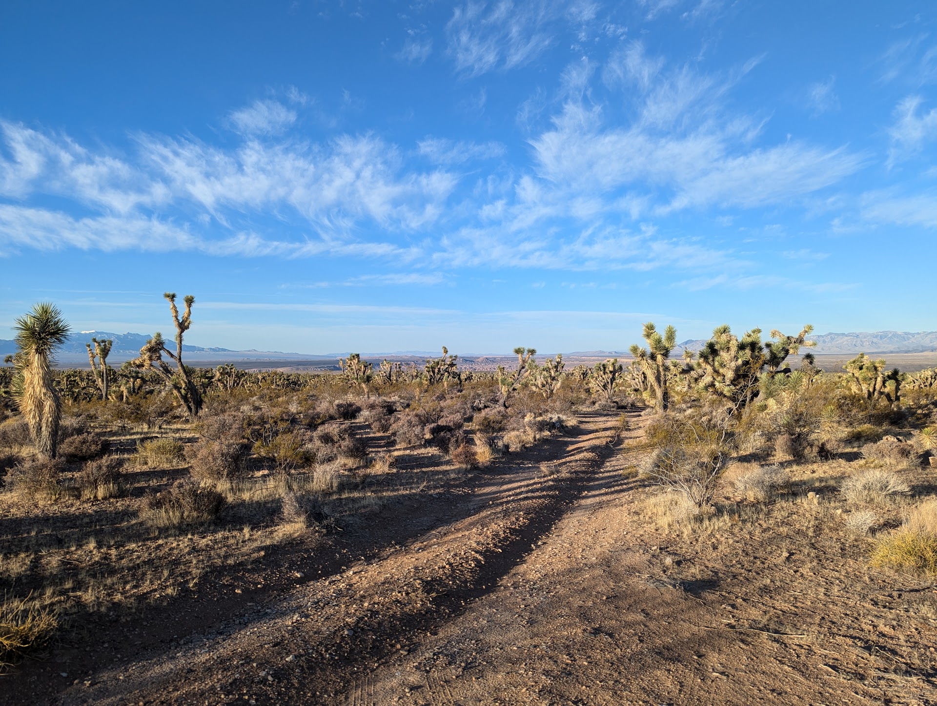 Joshua Tree National Natural Landmark