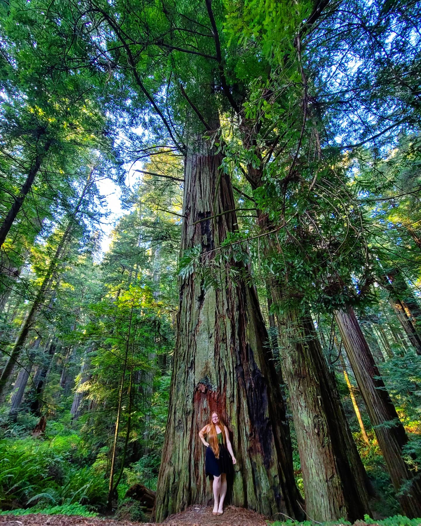 Jedediah Smith Redwoods State Park