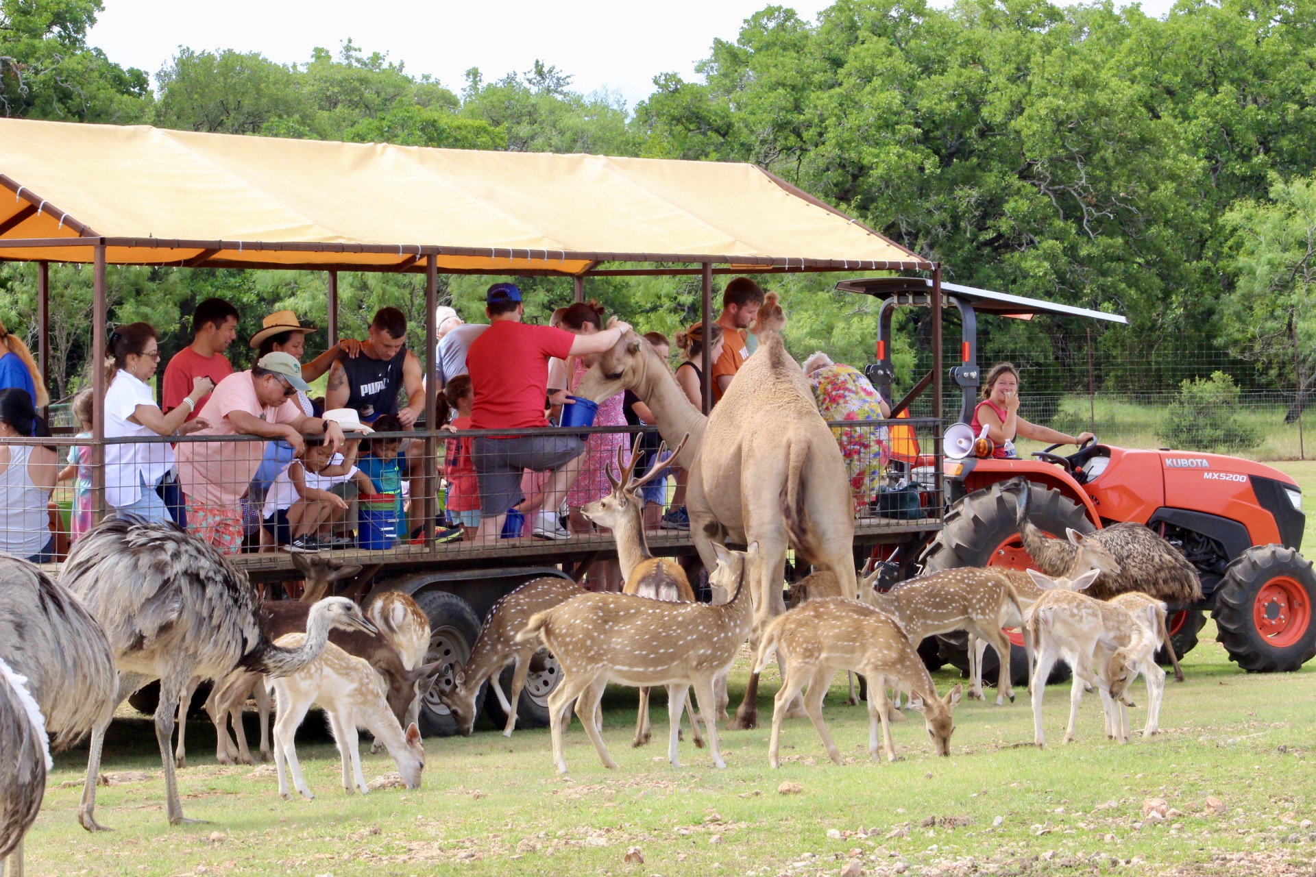 The Exotic Resort Zoo