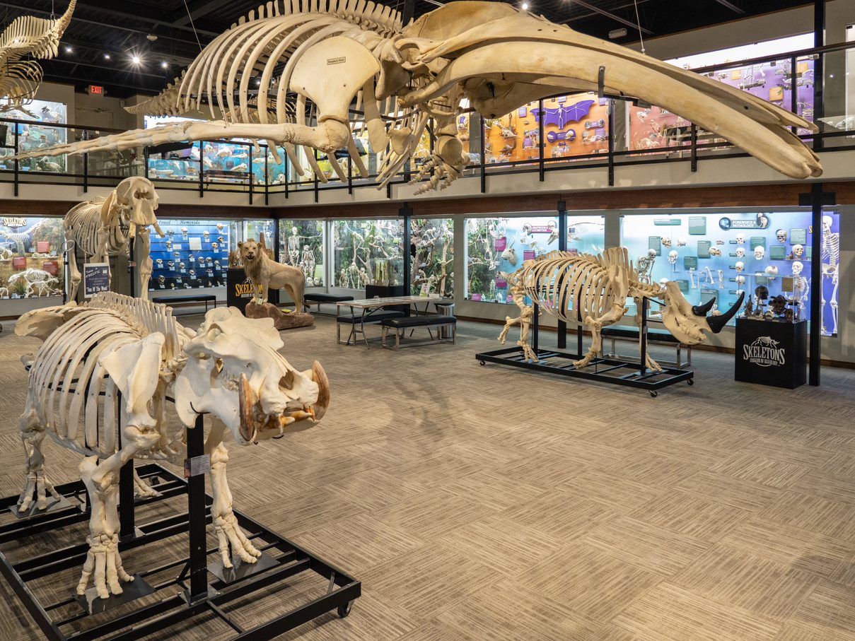 Museum of Osteology