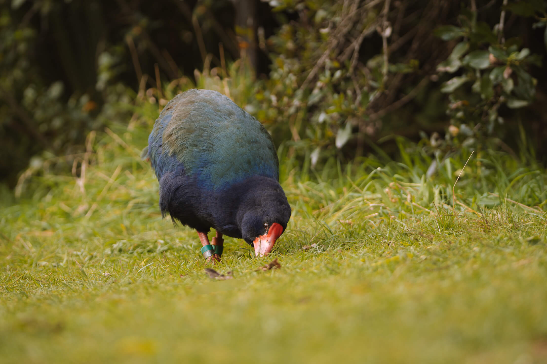 Takahe photo