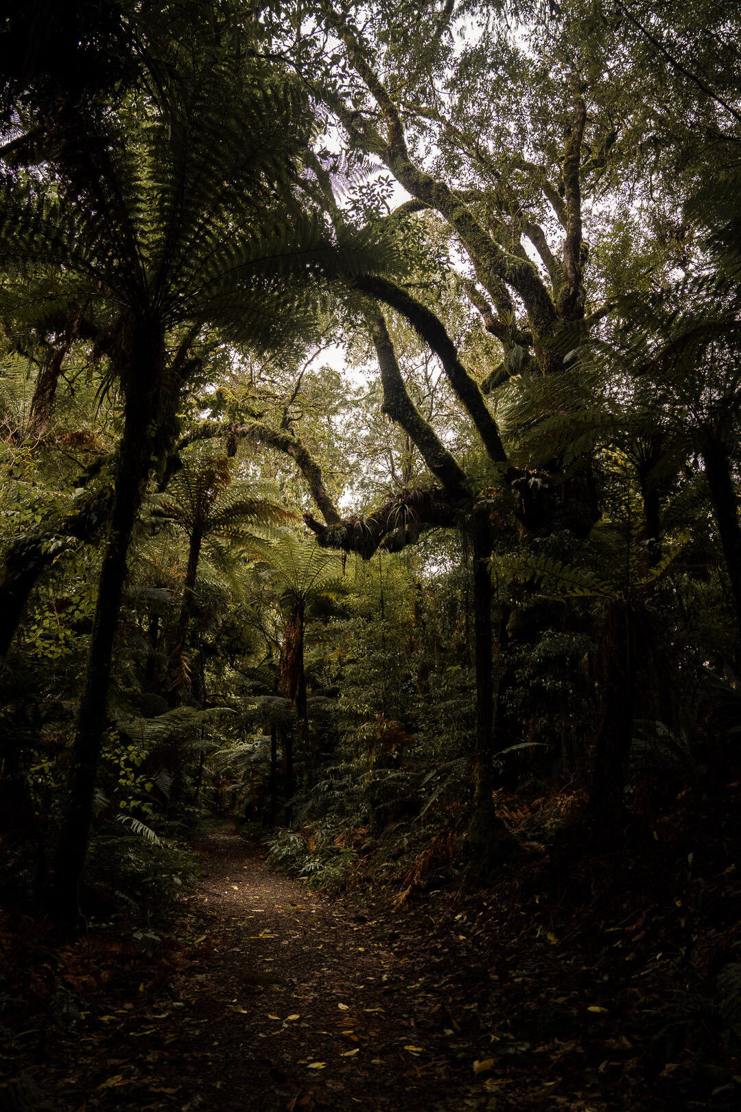 New Zealand Forrest