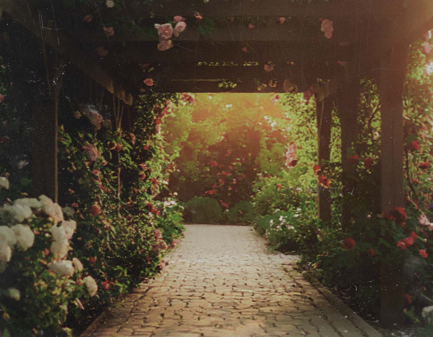 A cobblestone path runs under a wooden pergola covered in blooming roses, leading to a sunlit, lush garden filled with greenery and colorful flowers. Warm sunlight filters through the pergola.