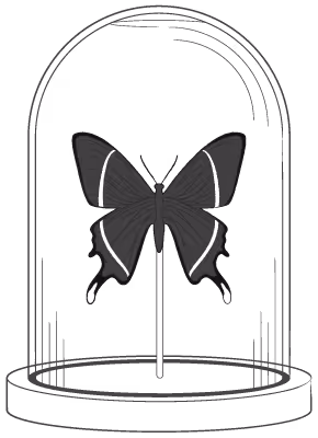 A black Swallowtail Moth with white accents is displayed on a stick inside a glass dome, set on a round base. The image is illustrated in black and white.