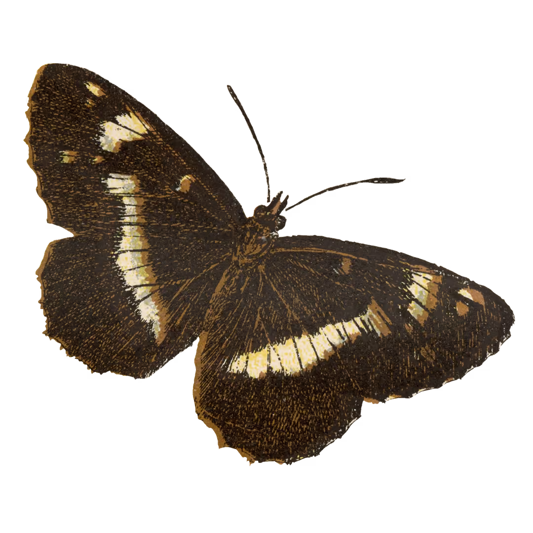 Vintage illustration of a black moth with white accents.