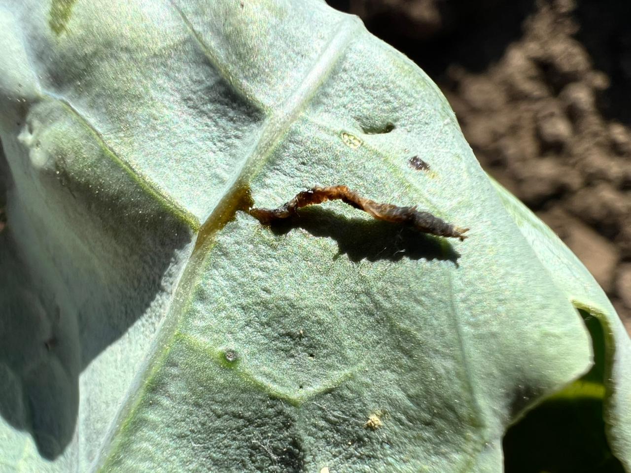 Diamondback Moth melted on a cabbage leaf