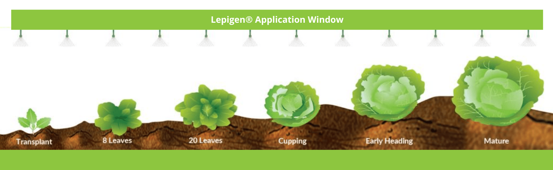 Lepigen Application Window
