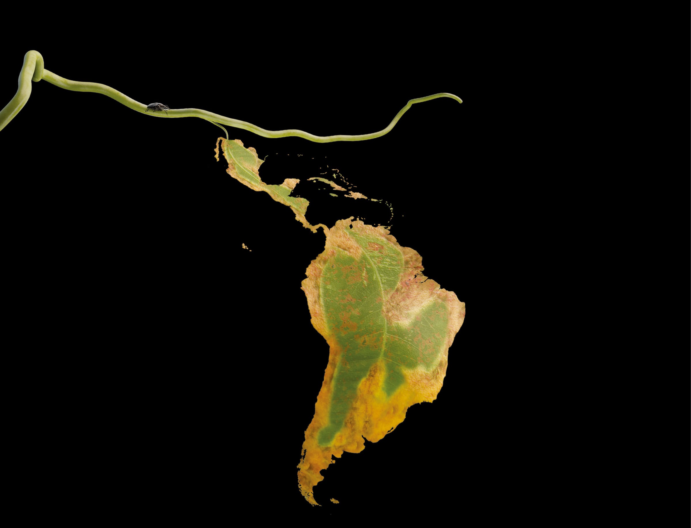 How democracies decay