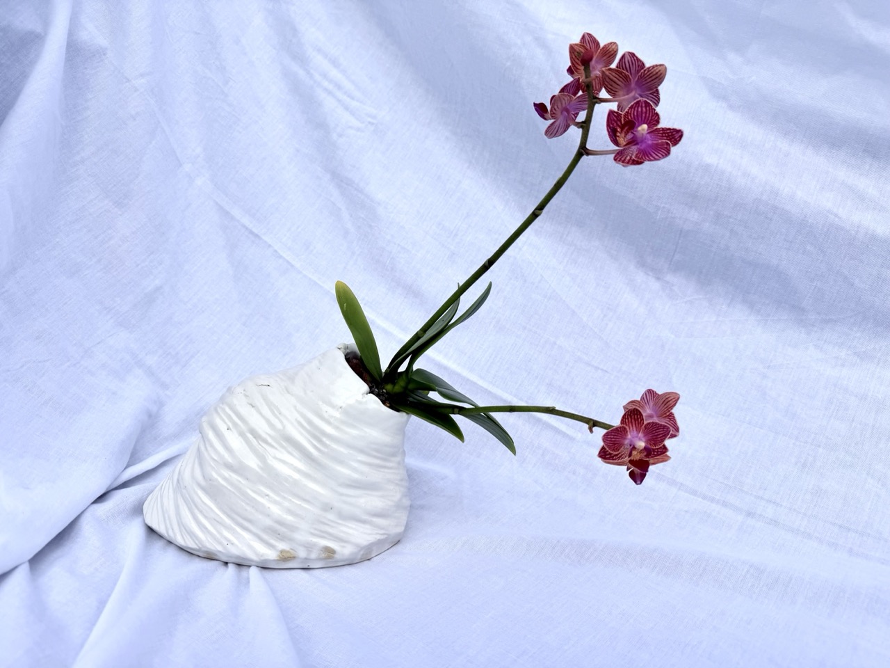 Orchid habitat, ridged