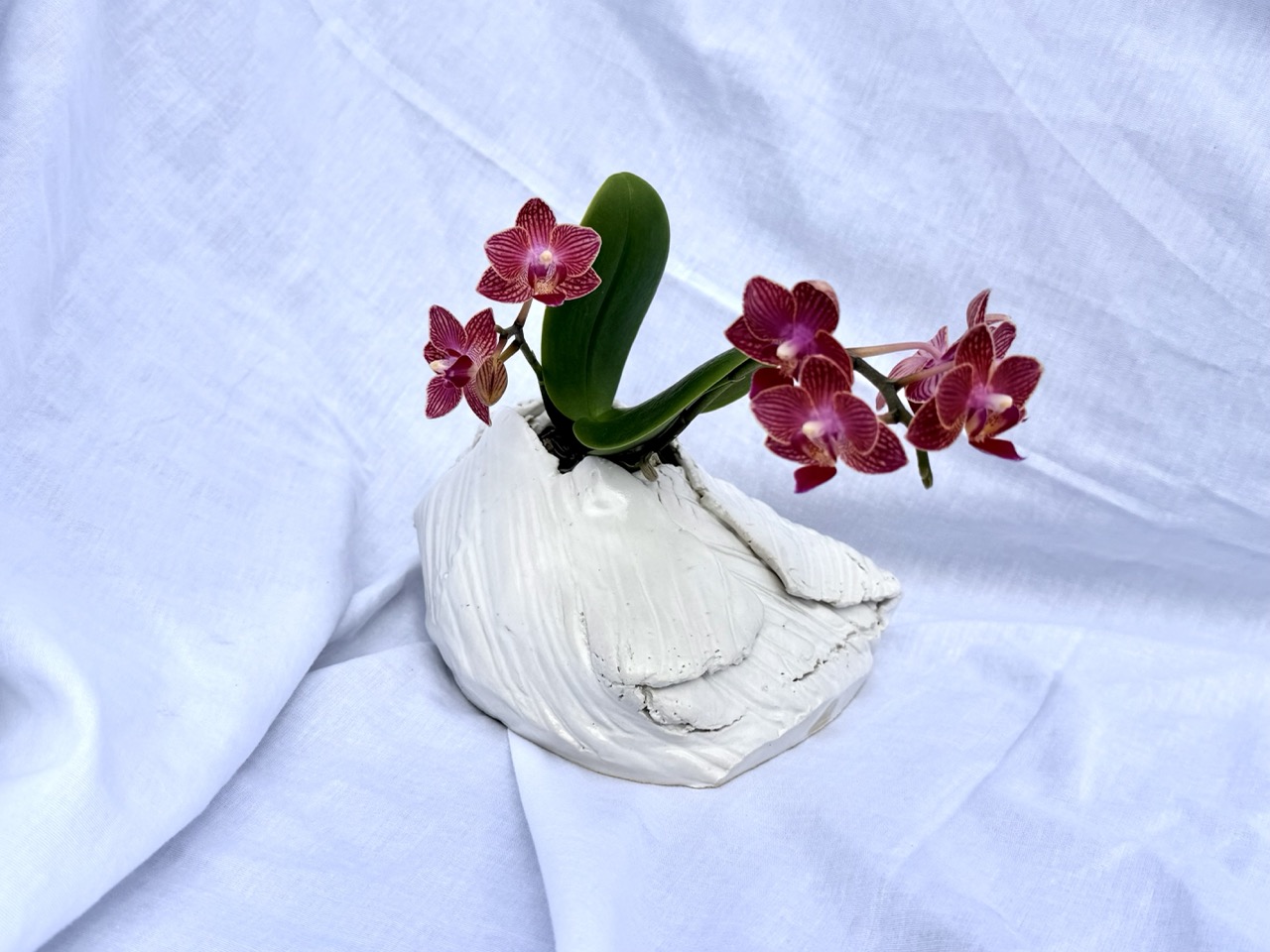 Orchid habitat, shell